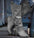Knightly Chic: Women's Mid Martin Boots Collection - LauBelle Brand
